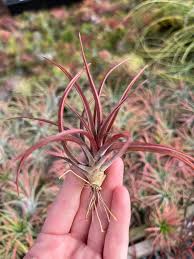 Image result for Commelina capitata