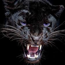 Buy Panther Diamond Painting Kit At 30 Off Pretty Neat Creative Black Panther Cat Panther Cat Panther