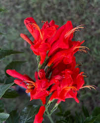 Image result for Tecomaria