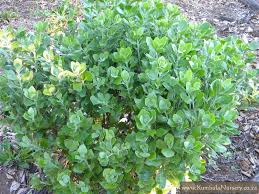 Image result for Chrysanthemoides monilifera