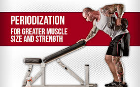 Periodization Training Builds Muscle Size And Strength