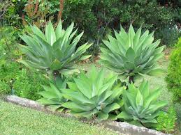 Image result for Agave attenuata