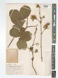 Image result for Combretum mossambicense