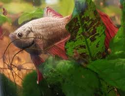 Betta Hlth F 30