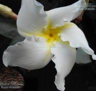 Image result for Jasminum stenolobum