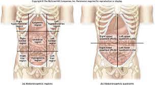 They are named based off of the special function that the organs within that region perform or based on the blood or nerve supply to that region. Https Avhsd Instructure Com Courses 5237 Files 1130 Download Wrap 1