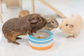 This is natural, the only thing you need to be cautious about is if. Best Tip Proof Guinea Pig Bowls Pocket Sized Pets