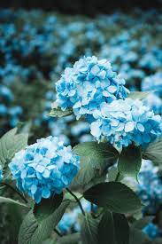 Check spelling or type a new query. Blue Flowers Ii Blueflowerwallpaper Blue Flowers Ii In 2020 Blue Flower Wallpaper Blue Flowers Garden Flower Aesthetic