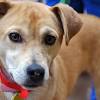 Milo is an 8 month old soft coated wheaten terrier yellow lab mix puppy for adoption in centennial co, near denver. 1