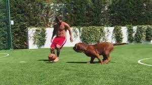 ′′ if they gave me the ballon d ' or one day, i would go to messi the next day and give it to him, because it is separation over the. Lionel Messi Spielt Seinen Hund Hulk Schwindelig Fussball News Sky Sport