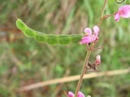 Image result for Desmodium