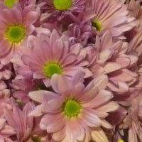 Must, have a state sales tax license. M M Cut Flora Home Facebook