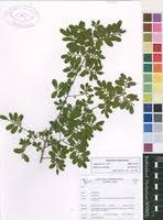 Image result for Phyllanthus beillei