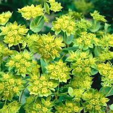 Image result for Lythrum rotundifolium
