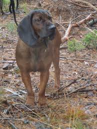 Image result for bavorský barvář