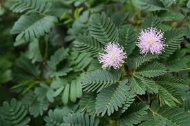 Image result for Mimosa pudica