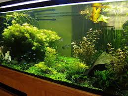 Check spelling or type a new query. Photo 3 300 Gallon South American Tank Is 8 L X 2
