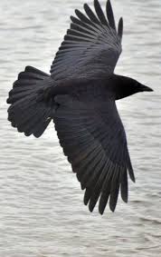 Big Black Bird With White Wing Tips Crow In Flight Almost Perfect Black Bird Crow Beautiful Birds