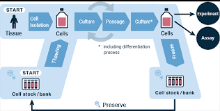 The nine applications of animalcell culture are: Basic Process In Cell Culture In General Basic Knowledge Cell X Image Lab Nikon