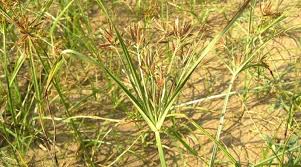 Image result for Cyperus sp.no.7