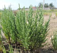 Image result for Halosarcia indica