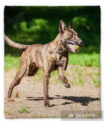 Most color varieties have black masks and black body. Shorthair Dutch Shepherd Dog Playing With Ball Plush Blanket Pixers We Live To Change