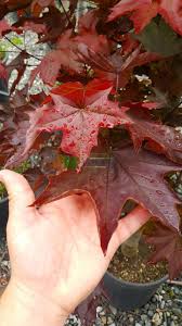 Gövdeleri silindir şeklinde, kabuğu yeşilimsi, üstü düz ve parlaktır.nemli,gevşek,kireçli,kumlu ve killi topraklarda iyi gelişim gösterir. Kirmizi Cinar Yaprakli Akcaagac Piramit Formlu Acer Platanoides Crimson King Pyramid Aceracea Sms Marmara Group