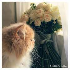 Cat Rose Snd Aster Flower Arrangements Rose Flowers