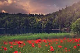 We are a full event and wedding florist catering to the needs of our clients for personal life events and more intimate gatherings. Landscape Nature Beautiful Trees Forest Lake Flowers Weather Mood Land Rest Pxfuel
