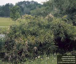Image result for Cyperus ajax