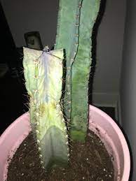Even then, just add water sparingly. Much Needed Advice For My Dying Cacti We Cut The Top Of The Dying One In The Pink Pot Per Internet Suggestion Now It S Looking Worse Thinking I Need To Change The