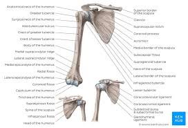 Download 2,401 bones diagram stock illustrations, vectors & clipart for free or amazingly low rates! Learn Anatomy Of The Scapula With Quizzes And Diagrams Kenhub