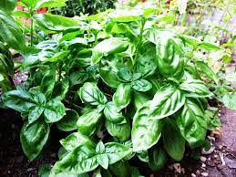 Последние твиты от daun selasih (@umr_papar). Basil Wikipedia