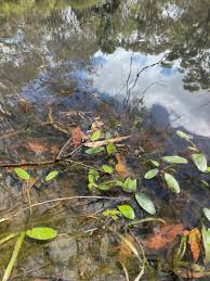 Image result for Ottelia ulvifolia