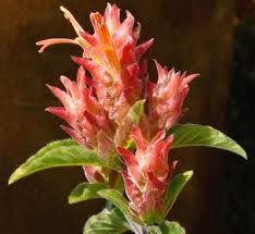 Image result for Justicia phyllostachys