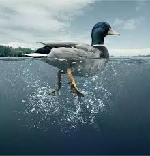 Indian runner duck eggs are light green and white egg production. How Are Ducks Able To Swim Quora
