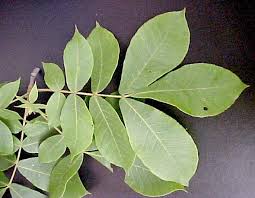 نتیجه جستجوی لغت [hickory] در گوگل