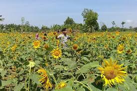 Kebun bunga matahari yang berlokasi di kelurahan pojok, kecamatan mojoroto termasuk objek wisata yang tergolong baru di kota kediri. Ladang Bunga Matahari Jadi Tempat Wisata Sd Potoan Laok 1