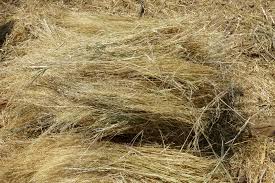 Image result for Eragrostis tef
