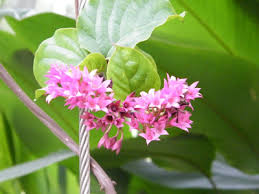 Image result for Clerodendrum splendens