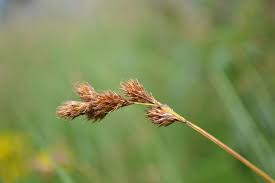 Image result for Carex leptosaccus