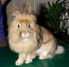 Special Grooming Shows Why This Breed Is Called The Lion Head Bunny Cute Animals Bunny Care Funny Bunnies