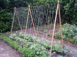 Tomato Diy Pruning And Trellises En 2020 Treillage Jardin Treillis Jardin Amenagement Jardin