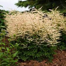 Aruncus Chantilly Lace Pp30740 Cpbr6259 Walters Gardens Inc