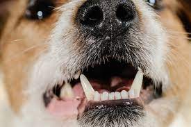 Vet prices prices for dental surgery dog: Dog Tooth Extraction Costs Recovery Time And Aftercare Daily Paws