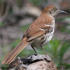 North America Bird Identifier By Picture All Birds Of North America Brown Thrasher Moqueur Roux Birds Of North America Toxostoma Rufum Brown Thrasher Thrasher Brown Bird
