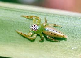 Small spiders are frequently called money spiders, and it's considered extremely bad luck to kill one. Green Jumping Spider Mopsus Mormon