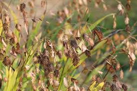 Image result for Chasmanthium latifolium