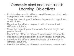 Maybe you would like to learn more about one of these? Diffusion And Osmosis In Plant And Animal Cells Ppt Video Online Download