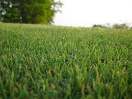 We did not find results for: 13 Different Types Of Bermuda Grass Home Stratosphere